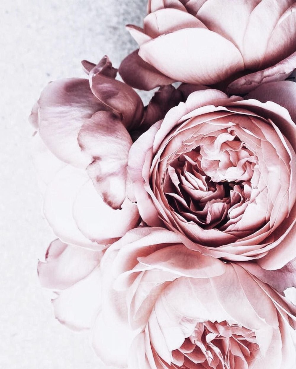 Цветы на черном фоне