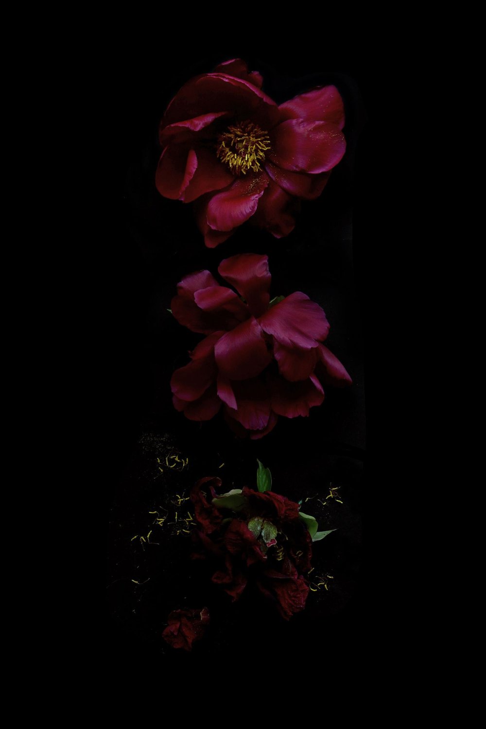 Темные цветы