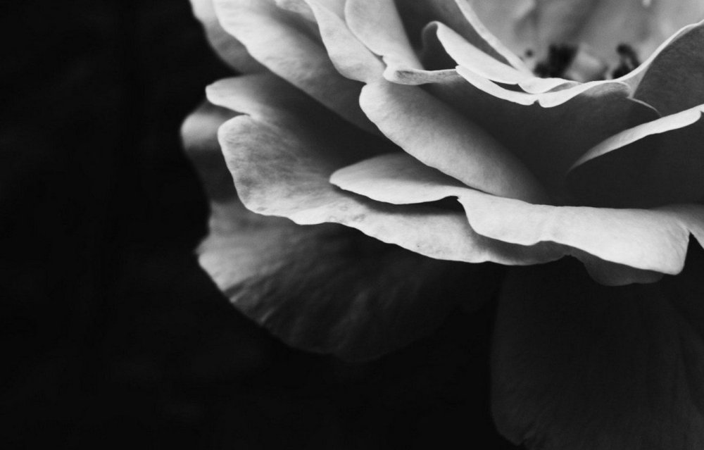 Белые цветы на черном фоне Эстетика