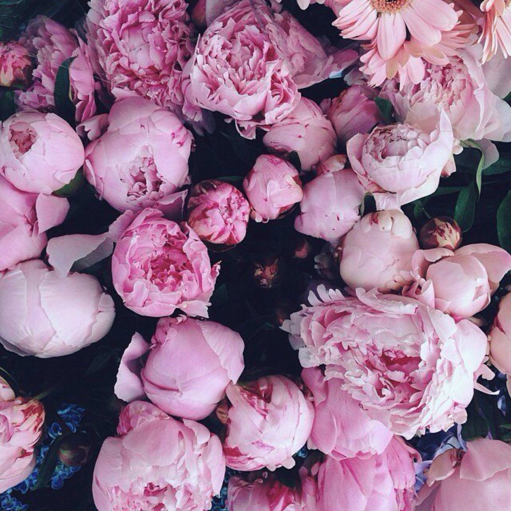 Один пион на темном фоне