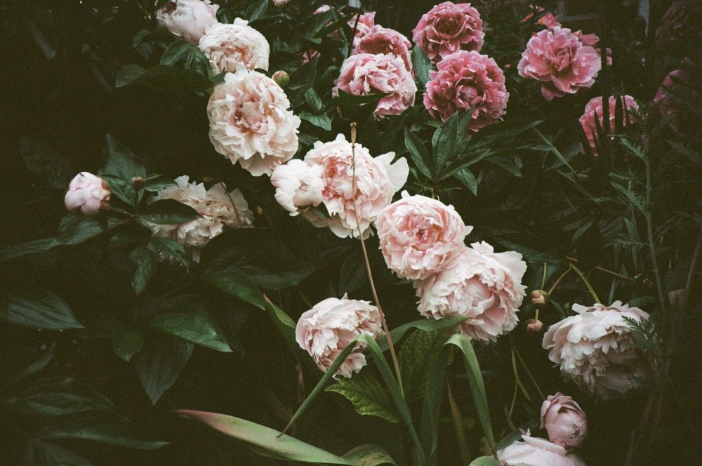 Букет пионов на черном фоне