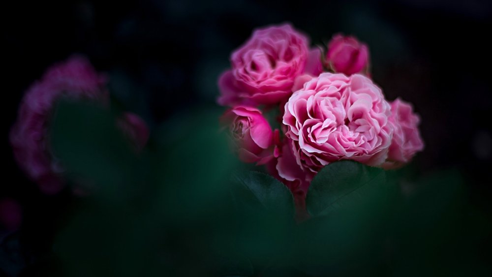 Обои на рабочий стол пионы