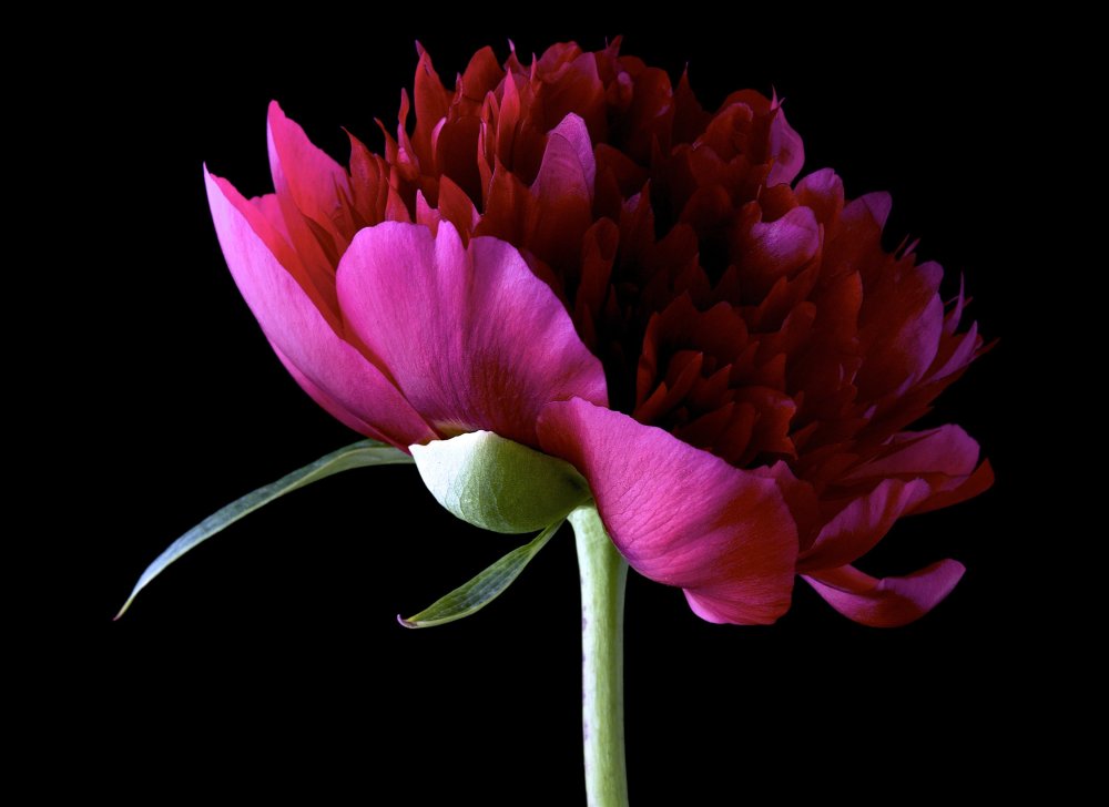 Цветочный принт