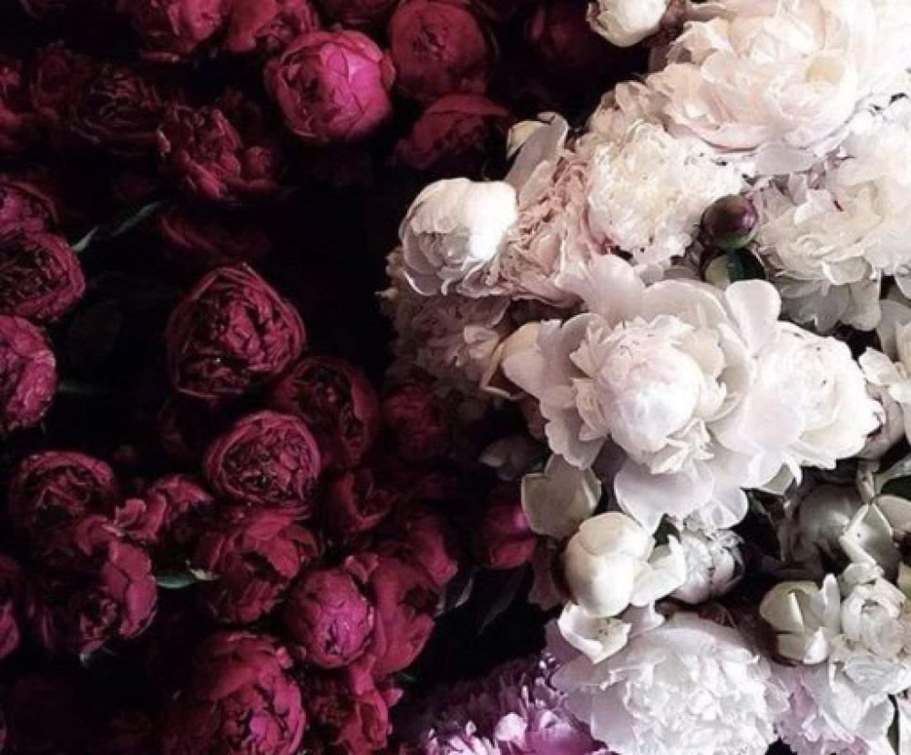 Пионы на черном фоне