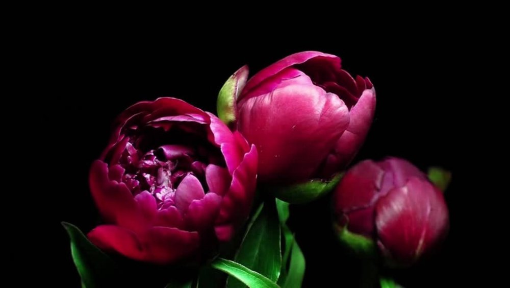 Пионы темные