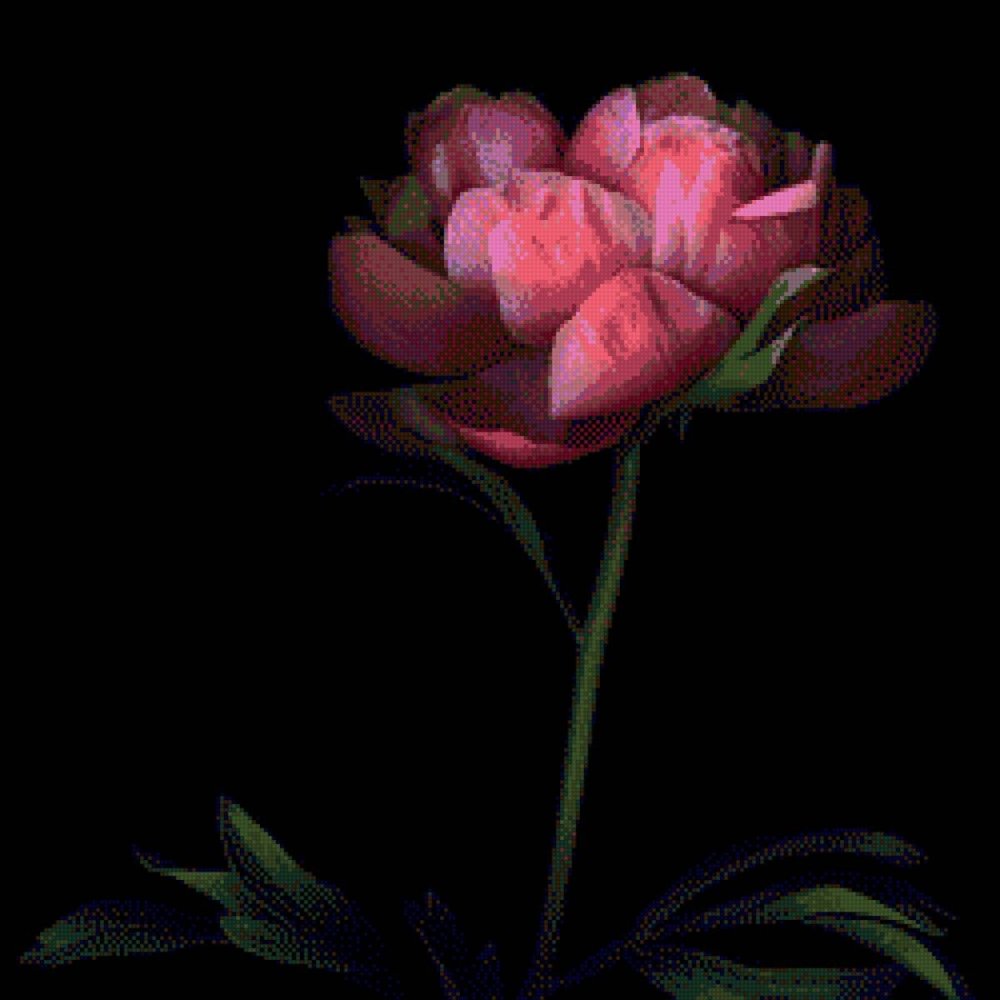 Красивые пионы на черном фоне