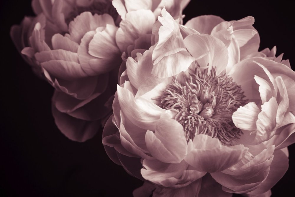 Цветы пионы на черном фоне