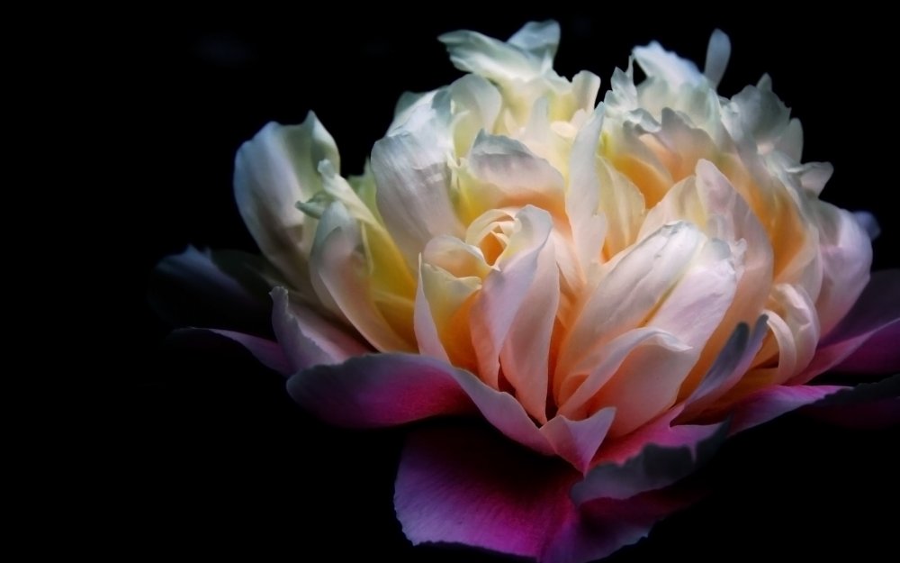 Пион розовый полубоком на темном фоне