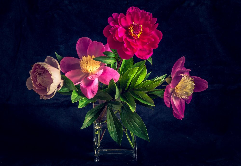 Magda Indigo пионы