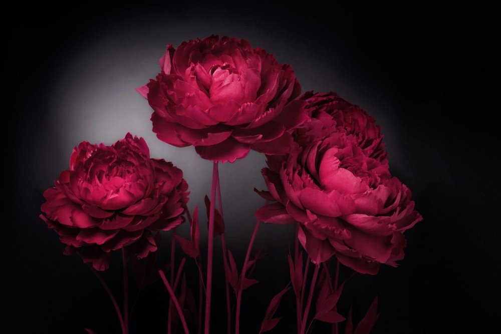 Пионы на темном фоне