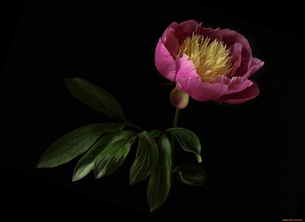 Красивые цветы