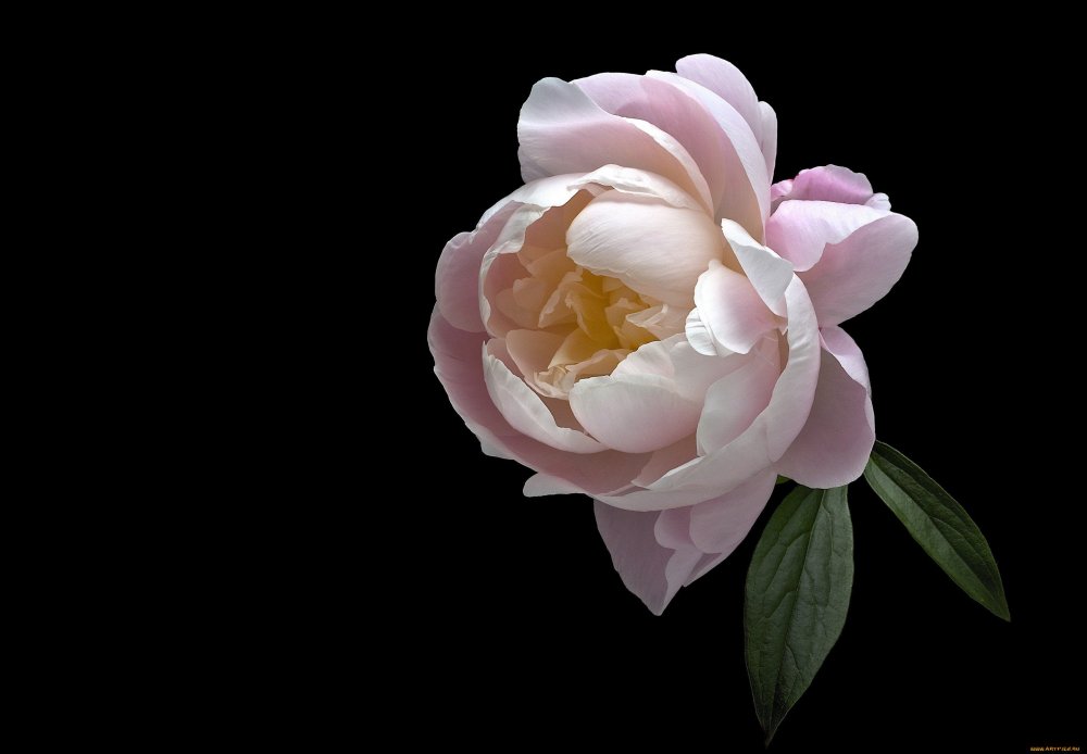 Розовые пышные пионы