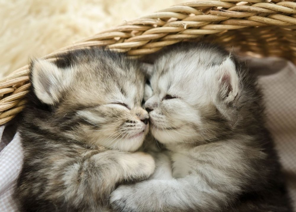 Няшные обои на телефон