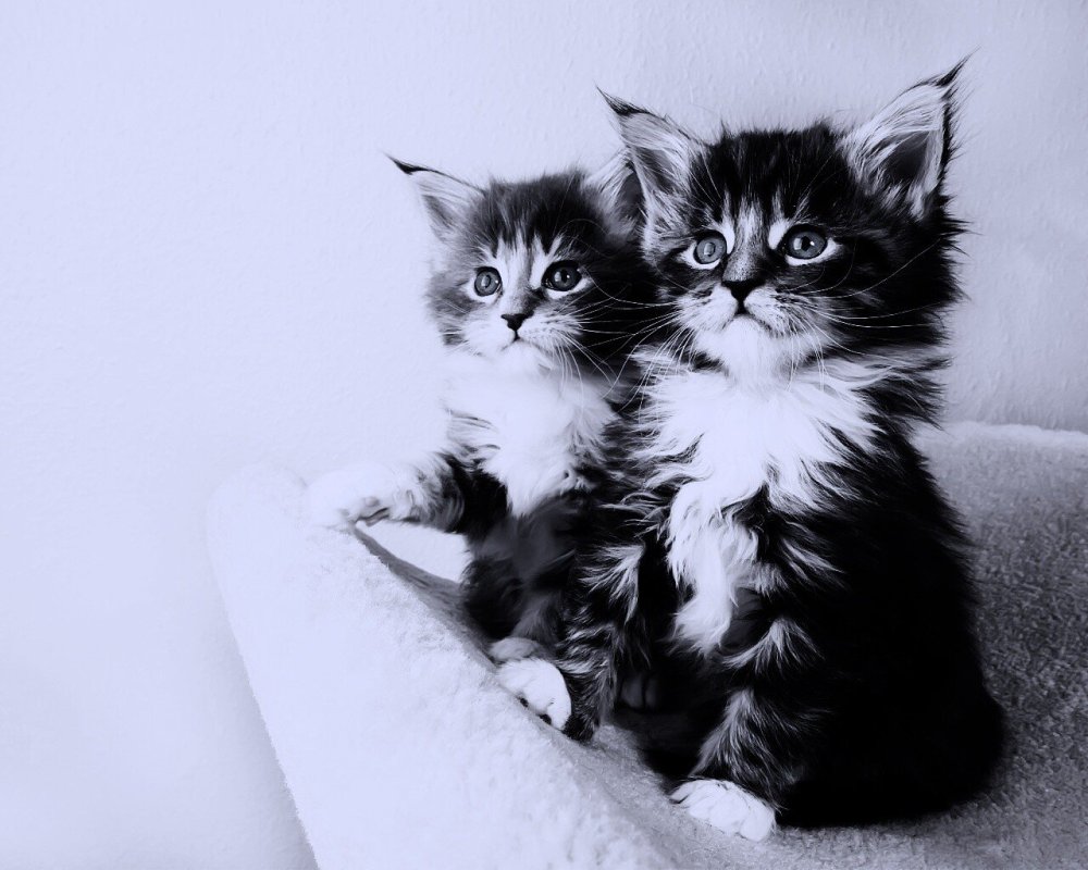 Миленькие котики кавайные