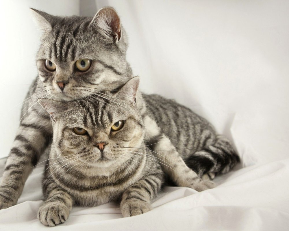 Котик рисунок Минимализм