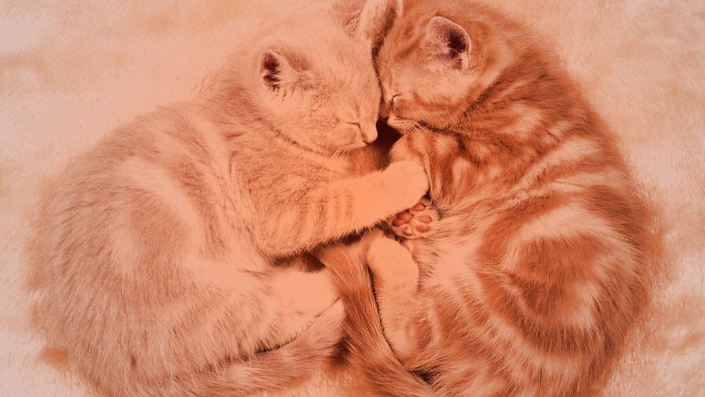 Обои на рабочий стол любовь