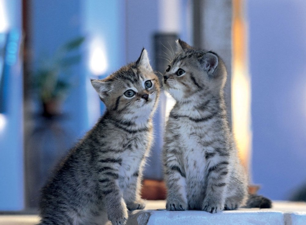 Кот в наушниках