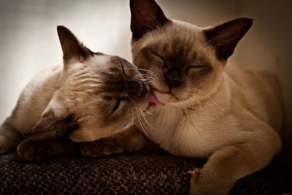 Милые котики на темном фоне