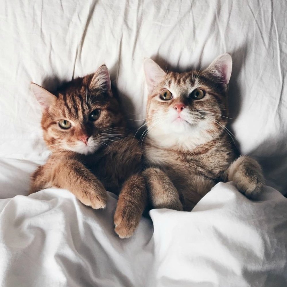 Кролик Моланг