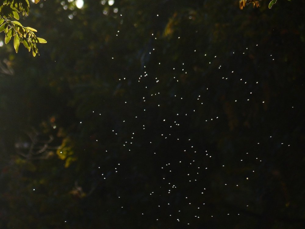 Частицы пыли в воздухе