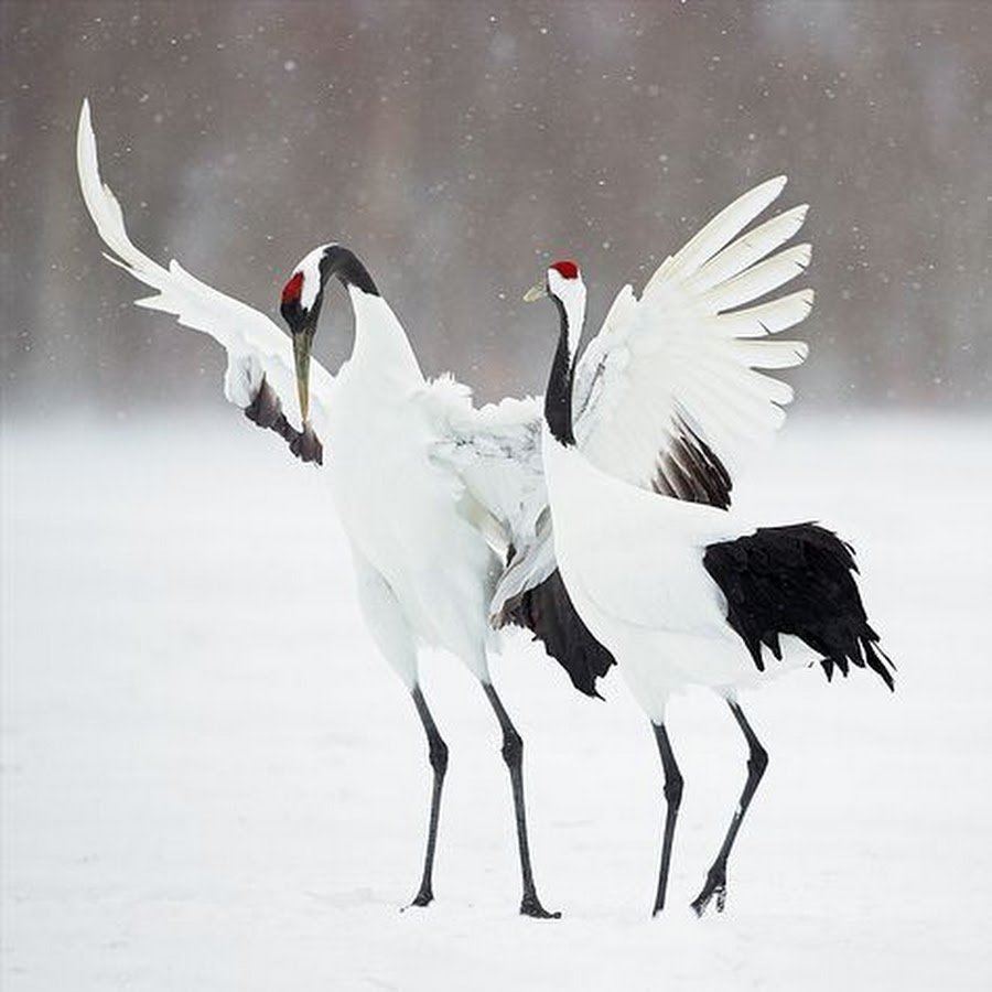 Картина журавлей в брачном танце