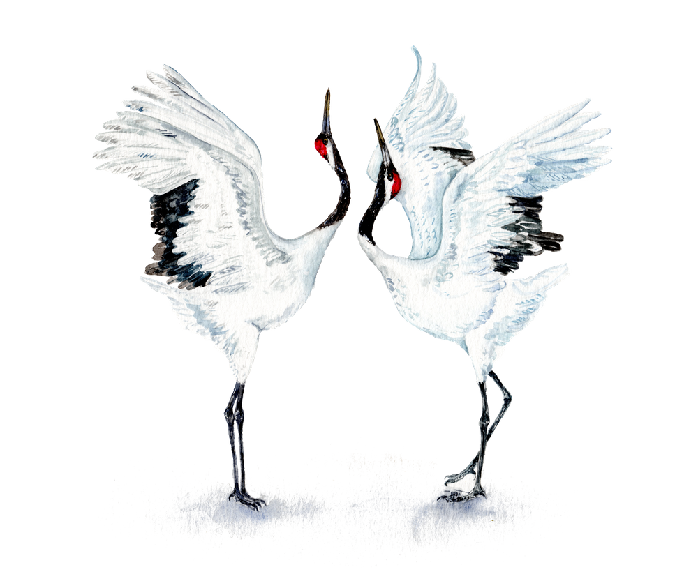 Красивые Журавли
