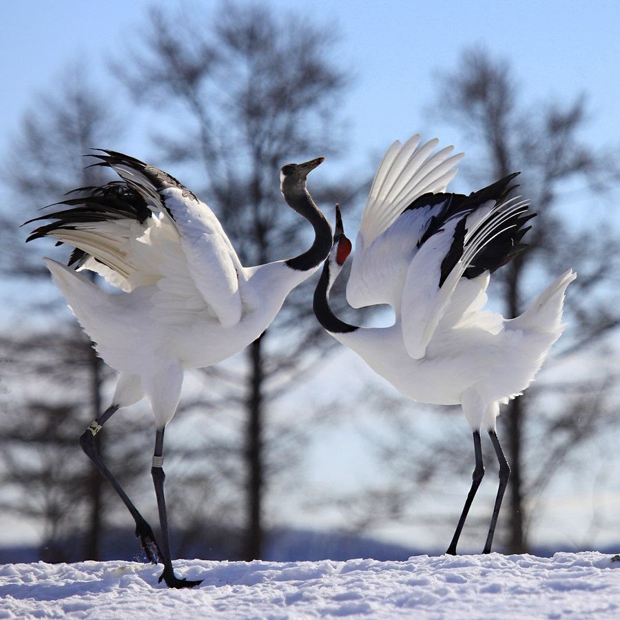 Девушка журавль