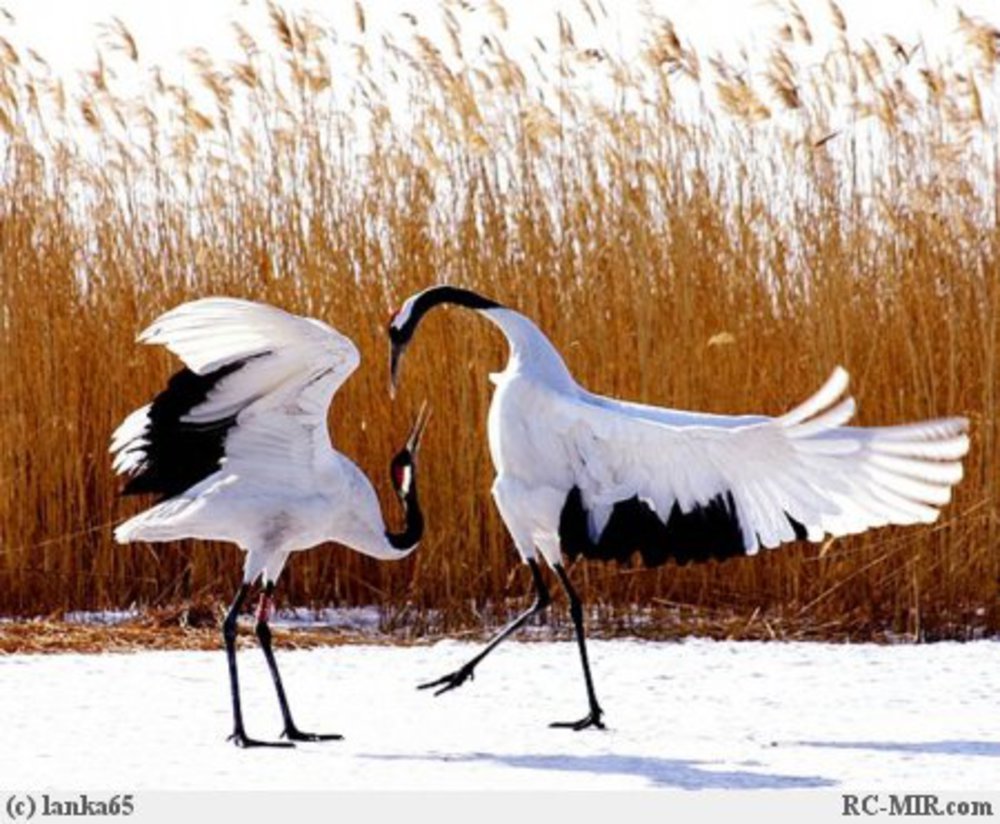 Японские Журавли