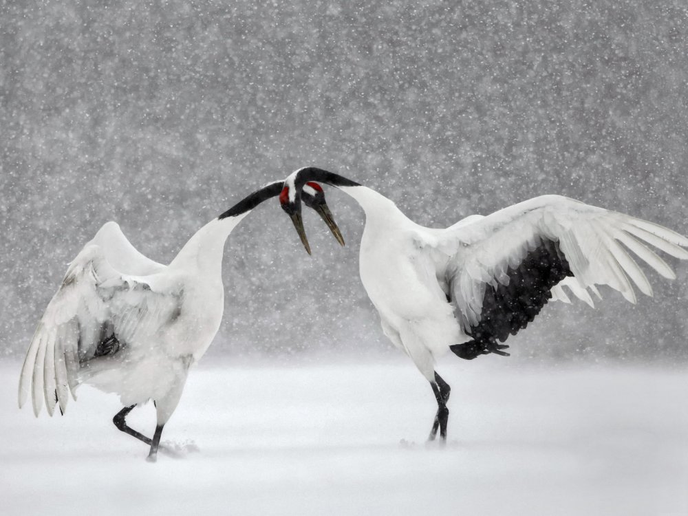 Фон японских журавлей для презентации