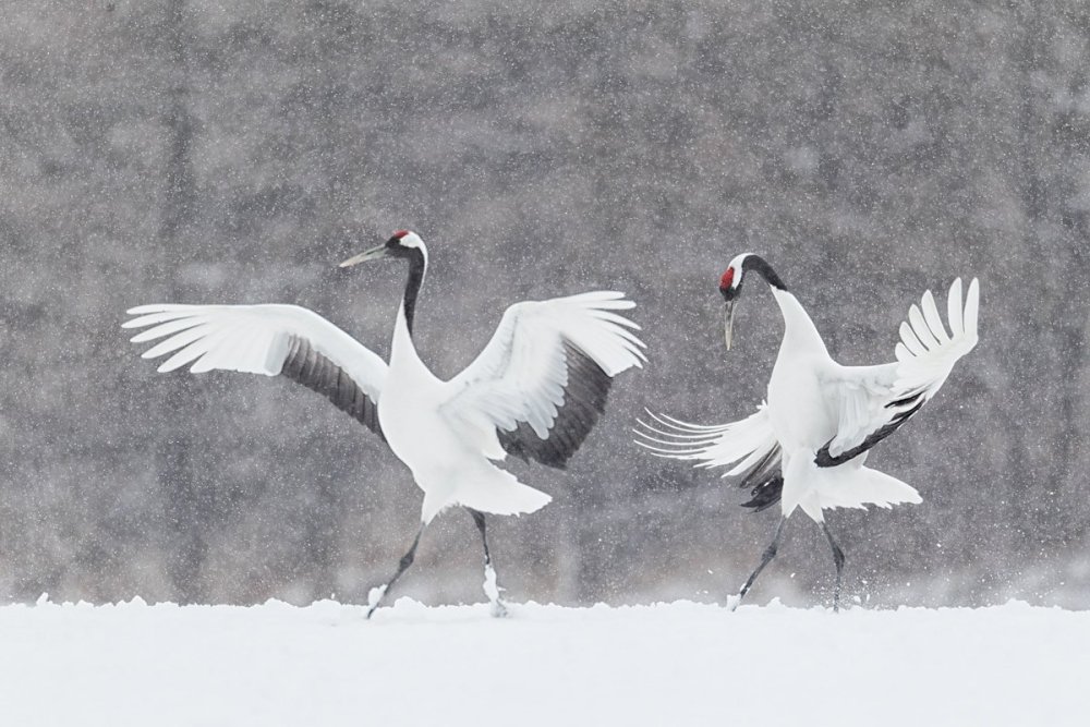 Танец Стерхов в природе