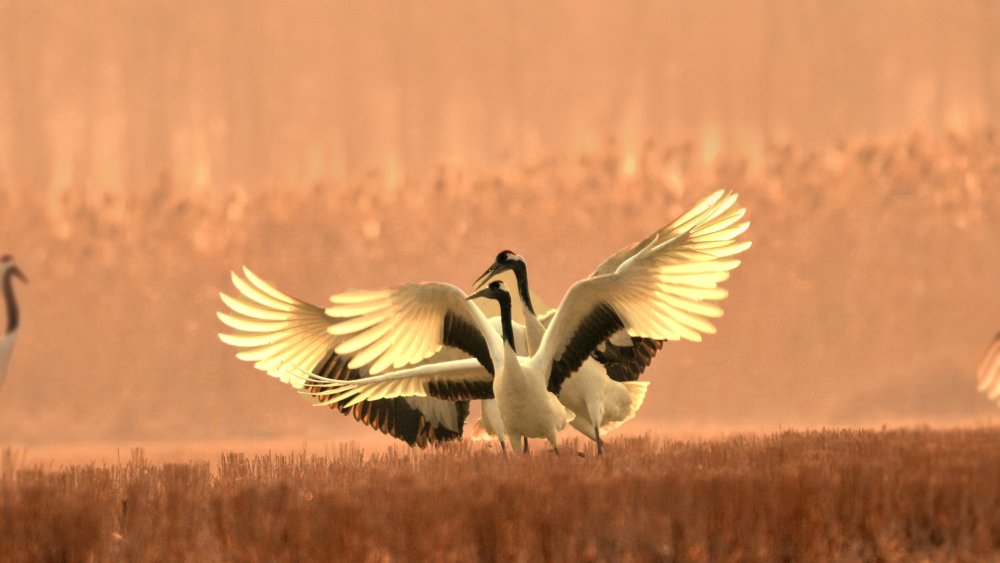 Журавли по номерам