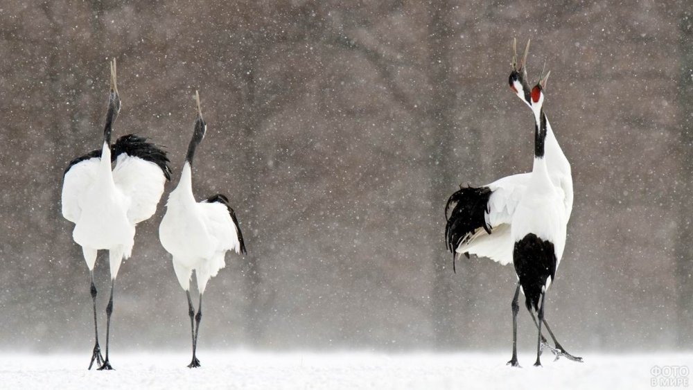 Маньчжурский журавль танец Китай