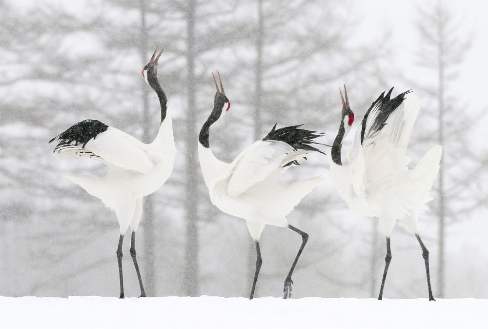 Танец японских журавлей