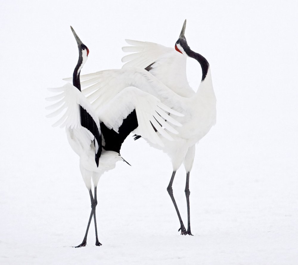 Танец журавлей Стерхов