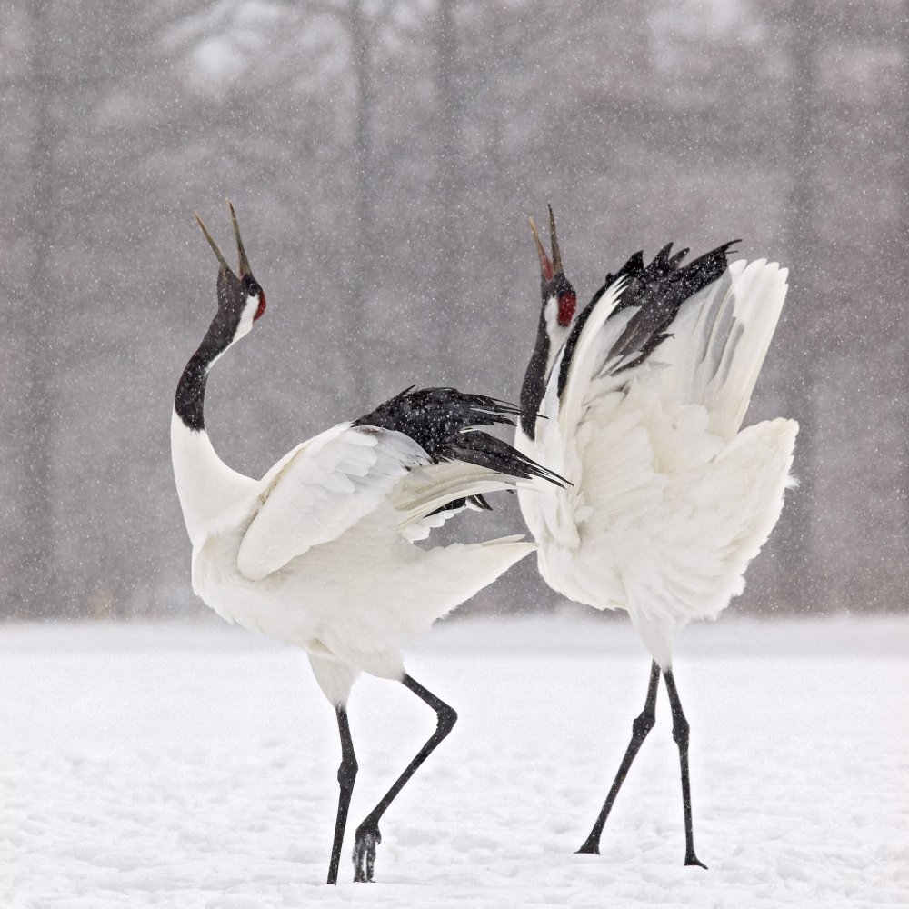 Танец журавлей