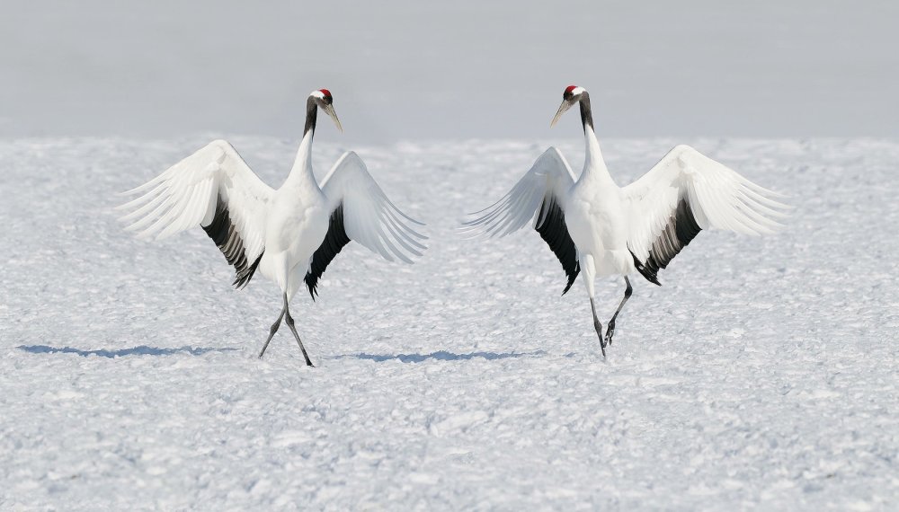 Цуру Журавли Японии