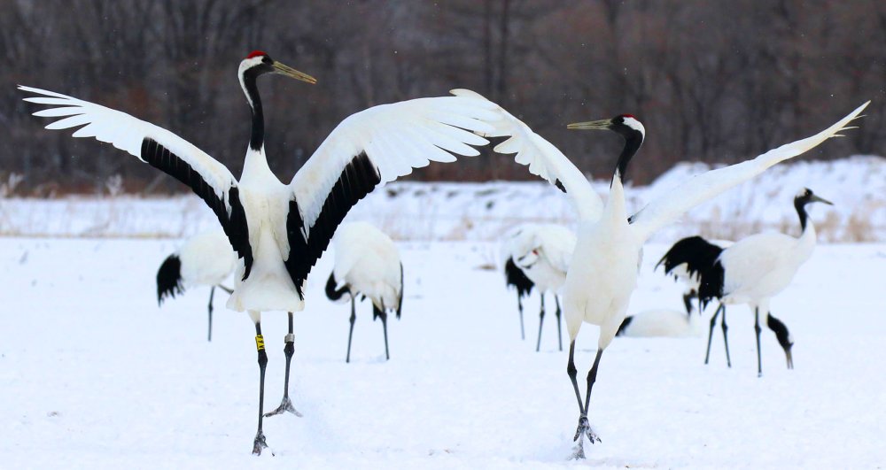Танец журавлей