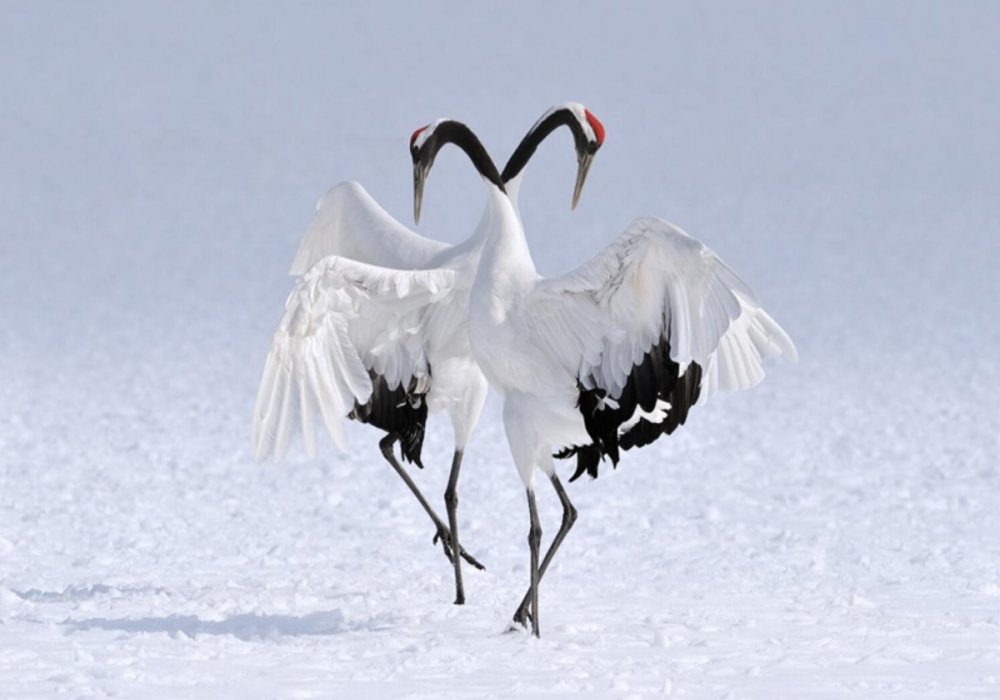 Танцующие стерхи на фоне солнца