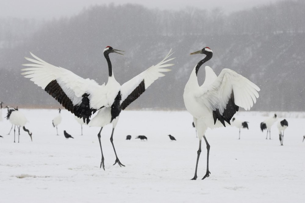 Журавль на фоне Арарата