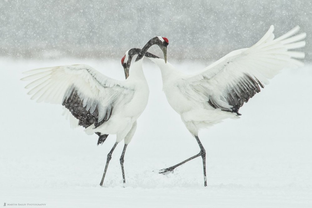 Стерхи танец Стерхов