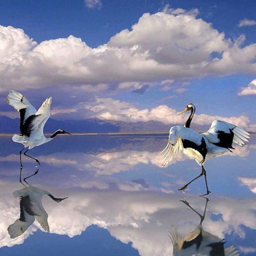 Журавль акварель живопись