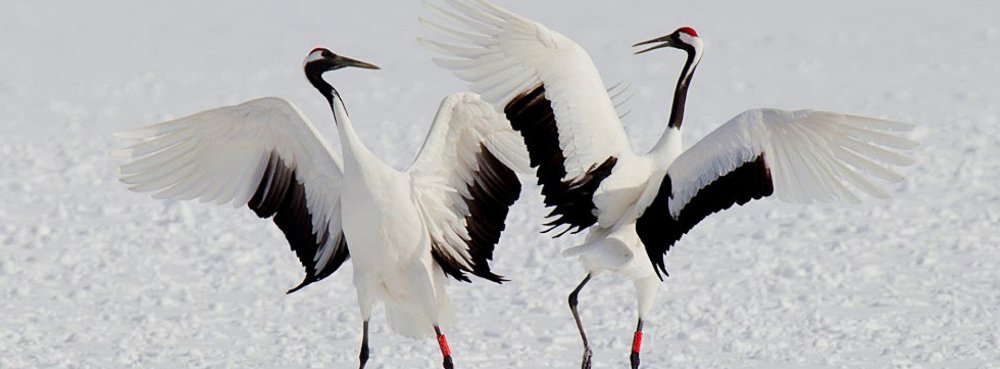 Журавли Бернес