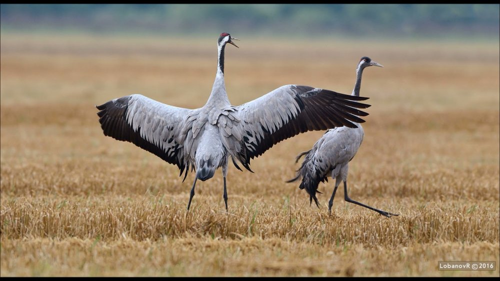 Птицы Якутии Стерх