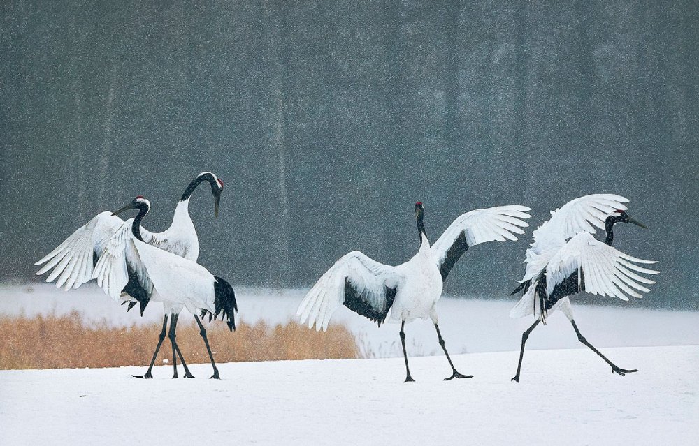 Журавли под снегом
