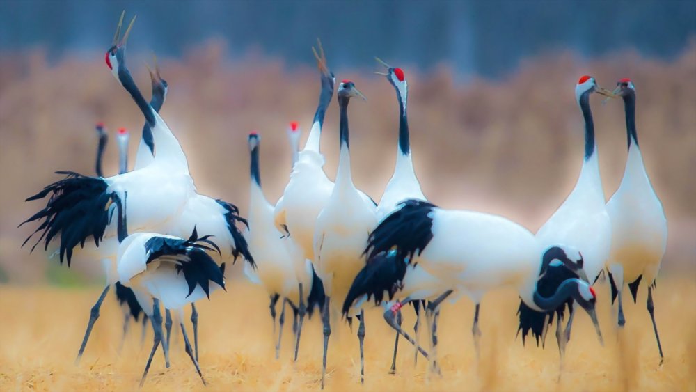 Белое небо с птицей живопись