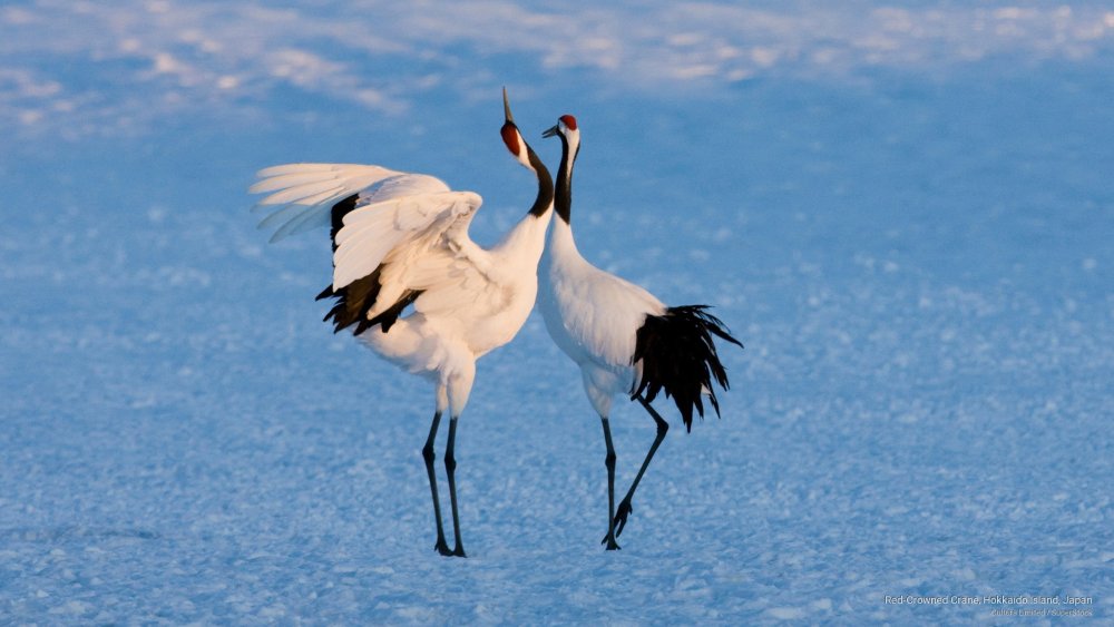 Хоккайдо Япония Журавли