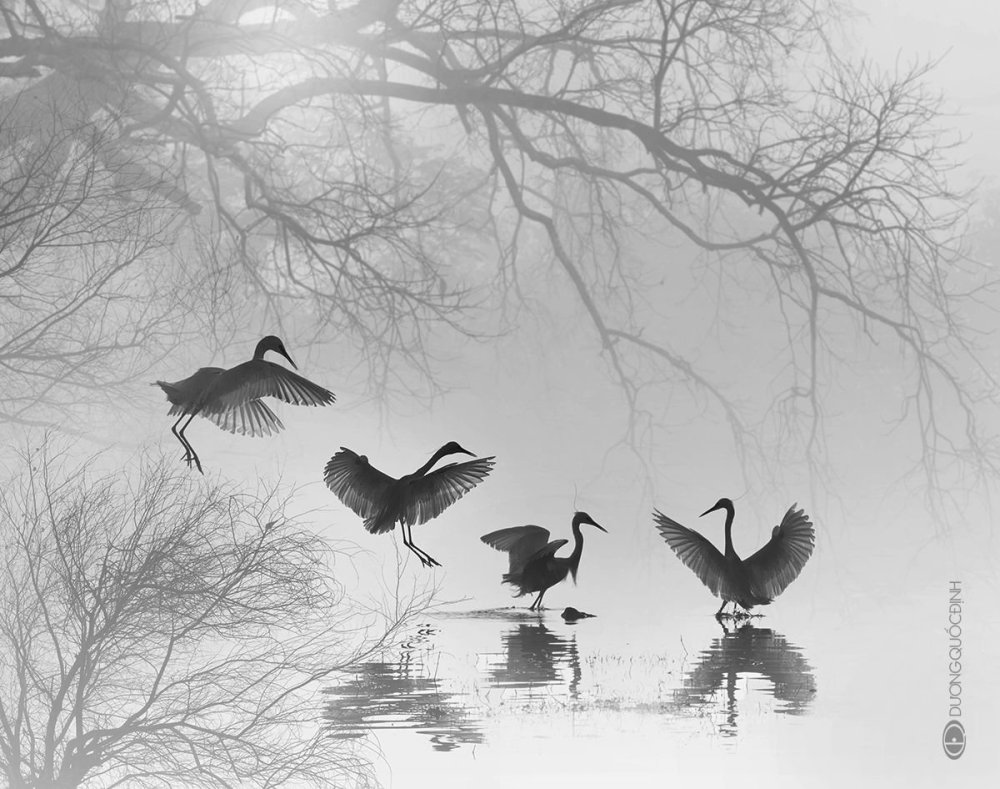 Танец журавлей вектор