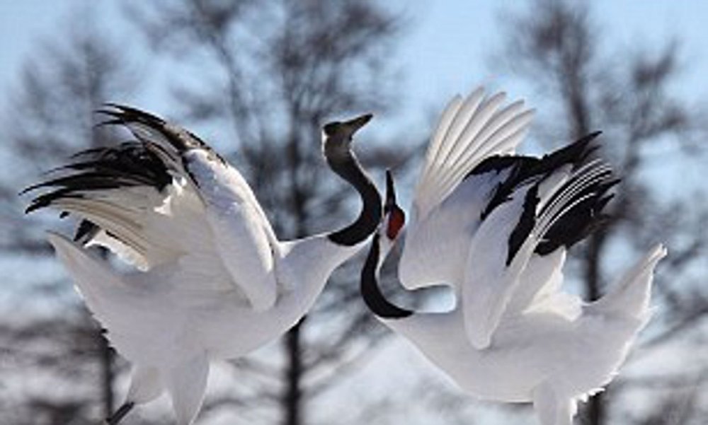 Стерх белый журавль танец