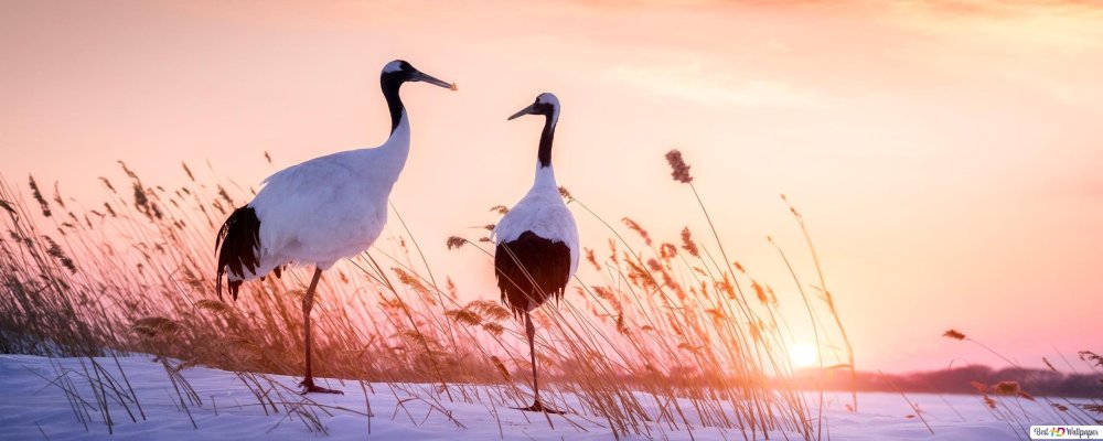 Роберт Бейтман Журавли картины