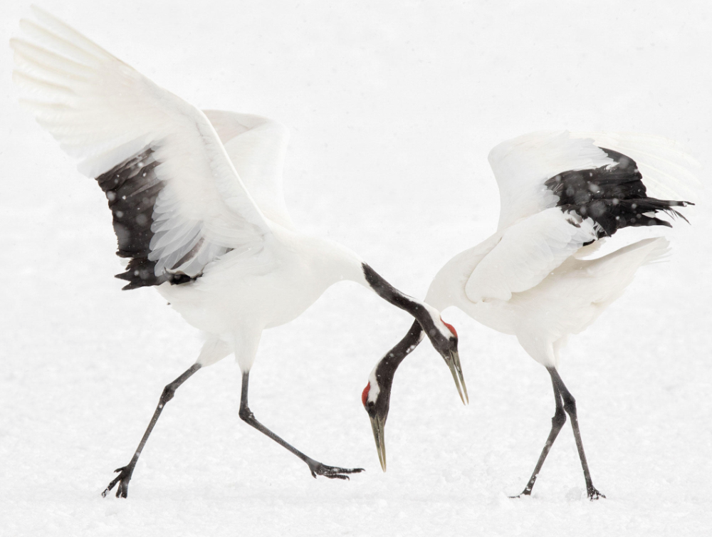 Журавли зимой